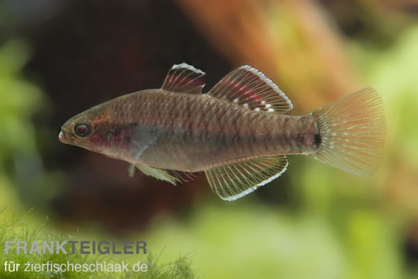 Kaisergrundel - Hypseleotris compressa